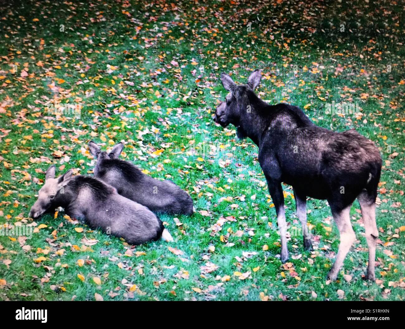 Cow moose and Twin moose calves Stock Photo Alamy