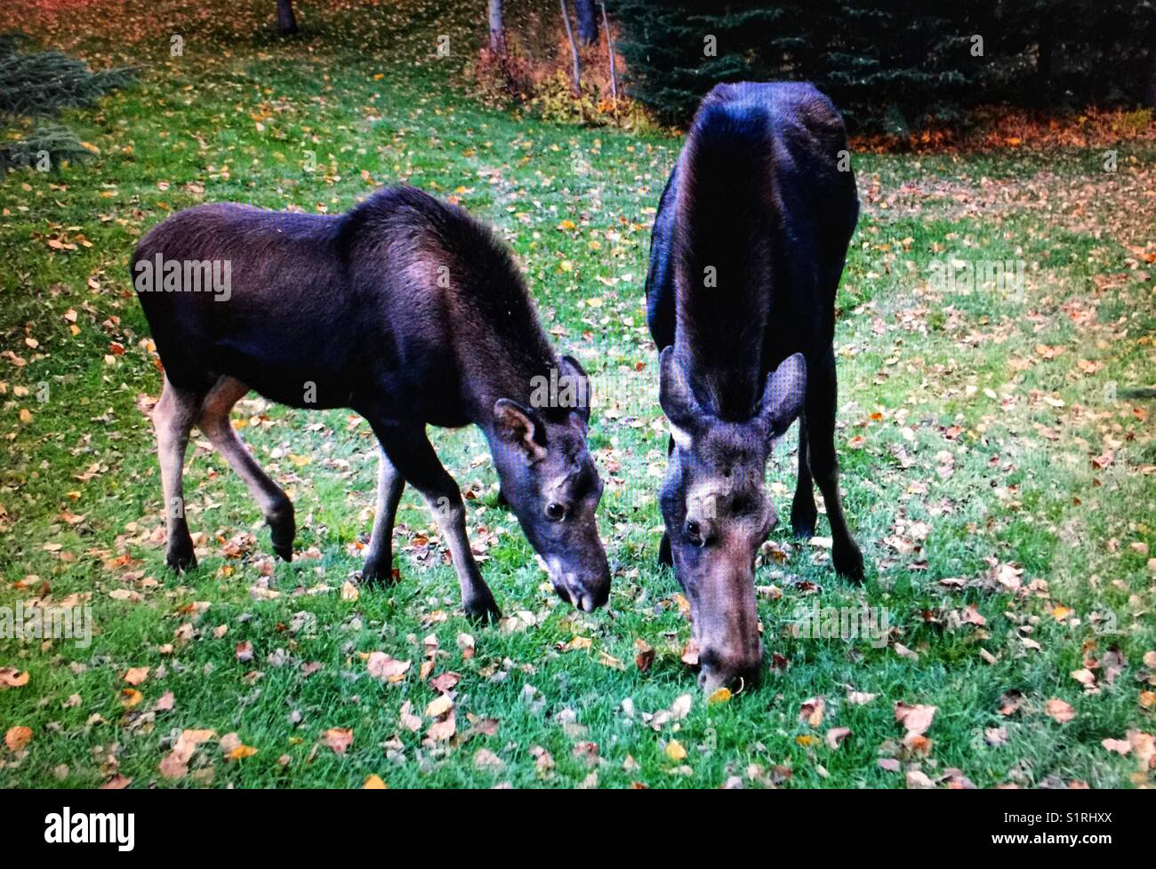 Cow moose and calf Stock Photo Alamy