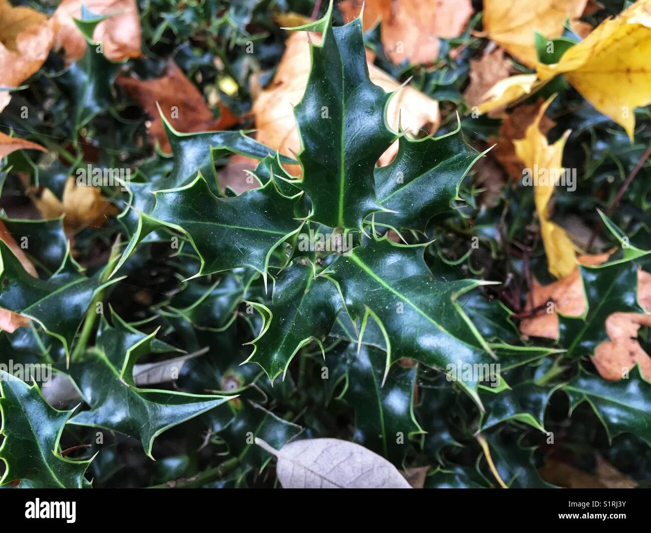 Autumn leaves and holly Stock Photo