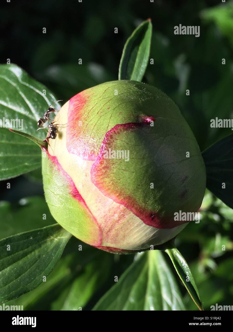 Aunts nourrishing on flower bud in Spring - Smartphone Captured Stock Image