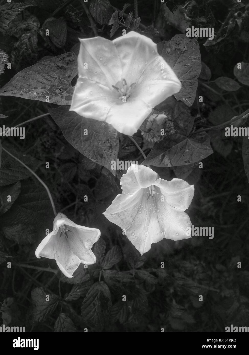 White trumpet flowers of bindweed. - Smartphone Captured Stock Image