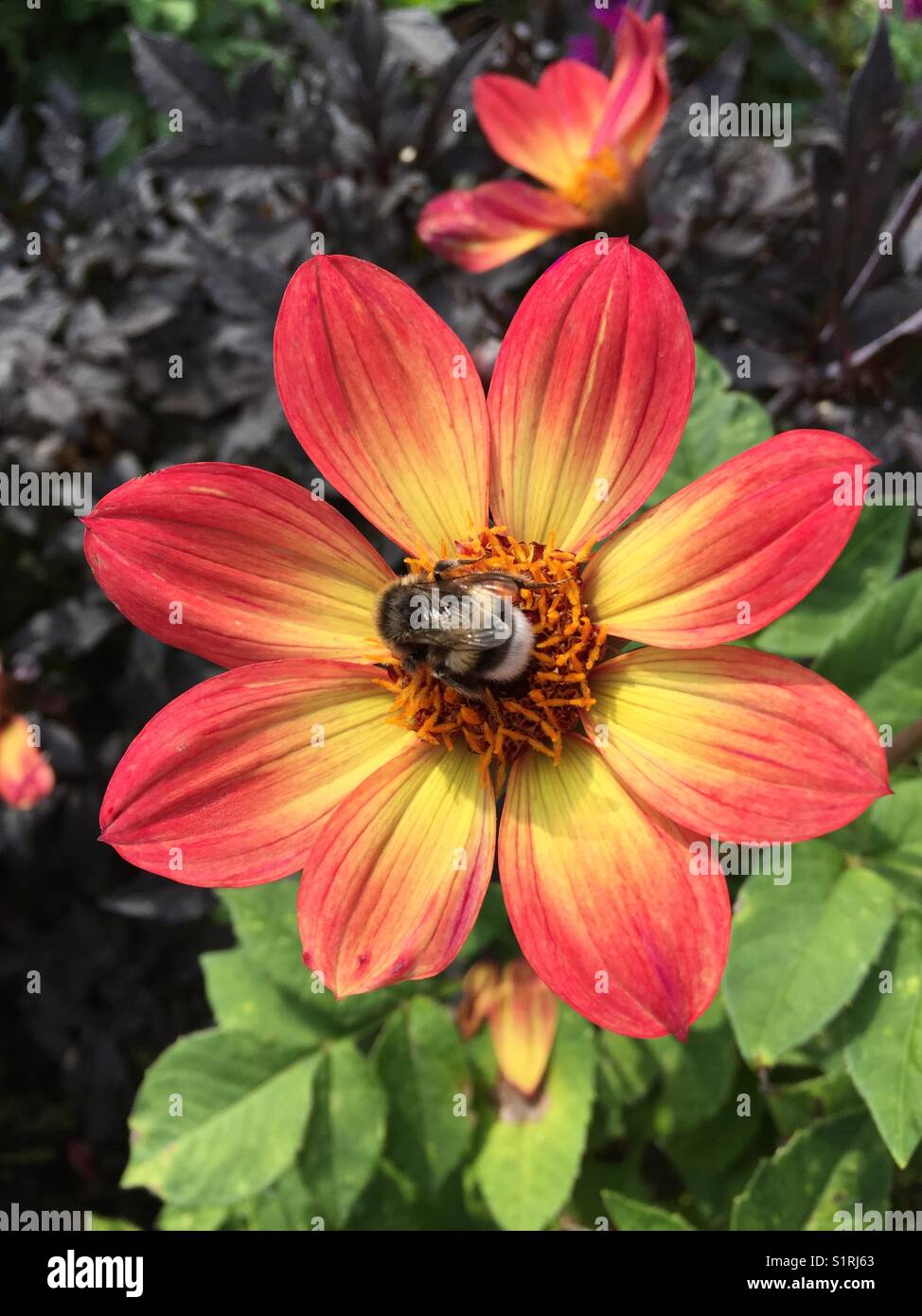 Single flowered Dahlia with red and yellow petals with bee against green foliage Stock Photo