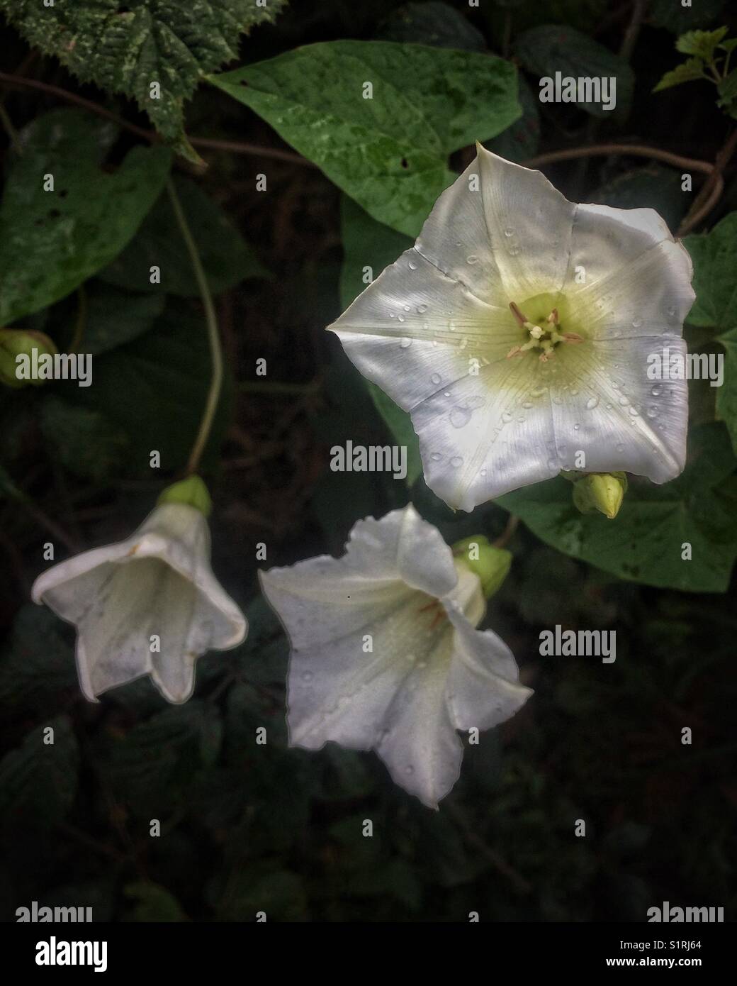 White flowers of Calystegia sepium or Hedge Bindweed - Smartphone Captured Stock Image