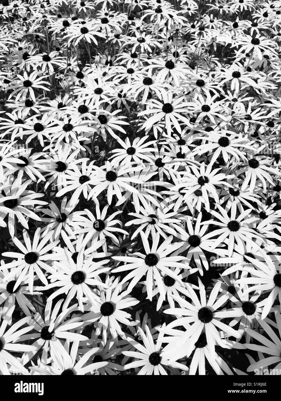 Black and white rudbeckia fulgida. Coneflower Stock Photo