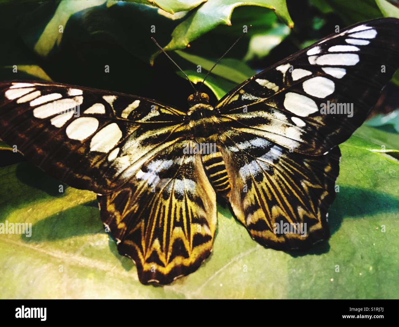 Butterfly - Smartphone Captured Stock Image