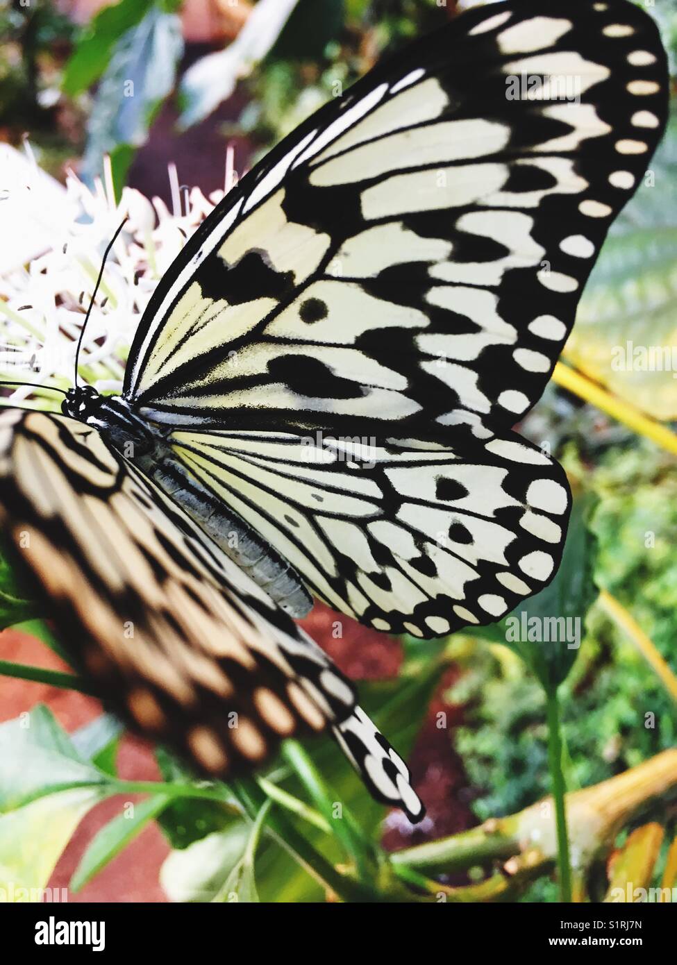 Paper kite butterfly (Idea leuconoe) sitting on a flower - Smartphone Captured Stock Image
