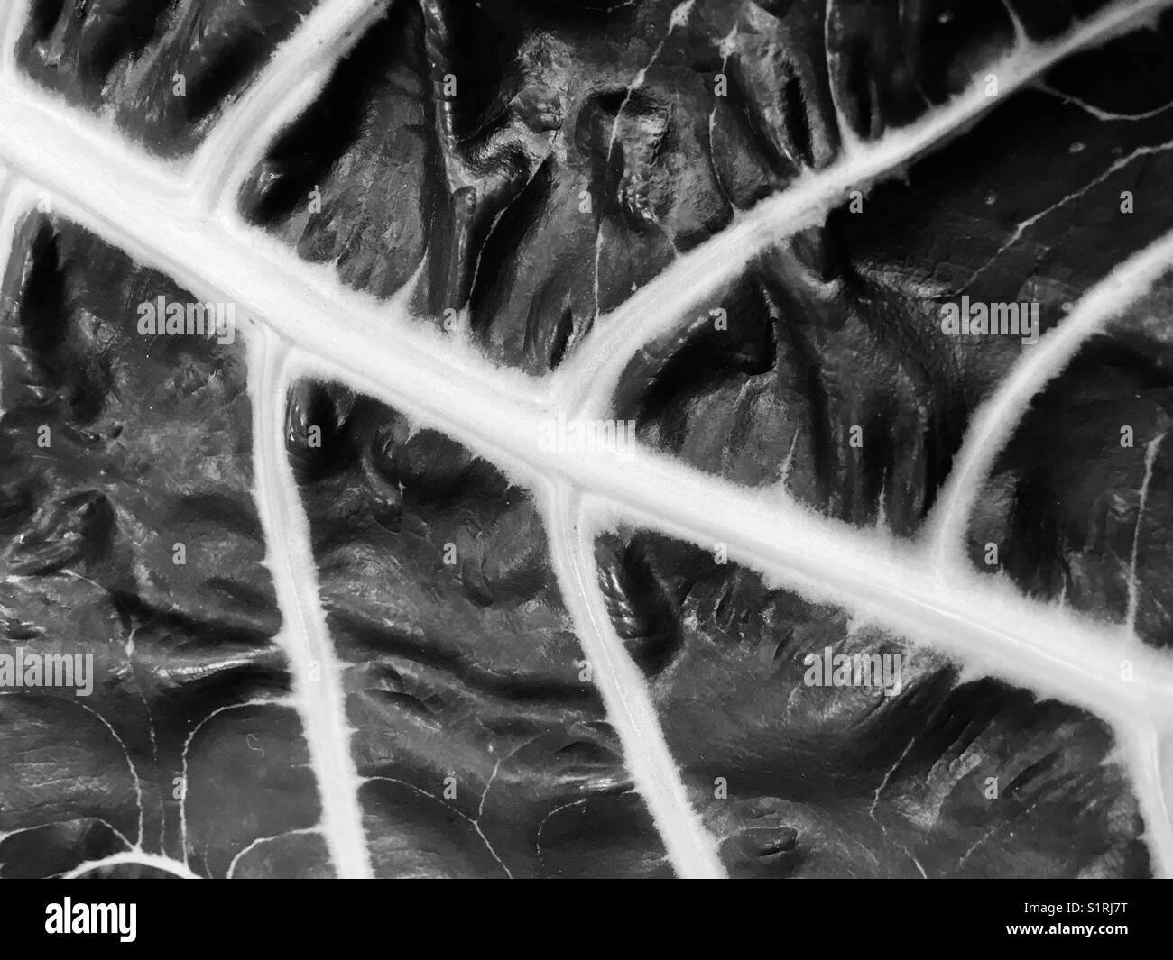 A closeup of a leaf in black and white - Smartphone Captured Stock Image