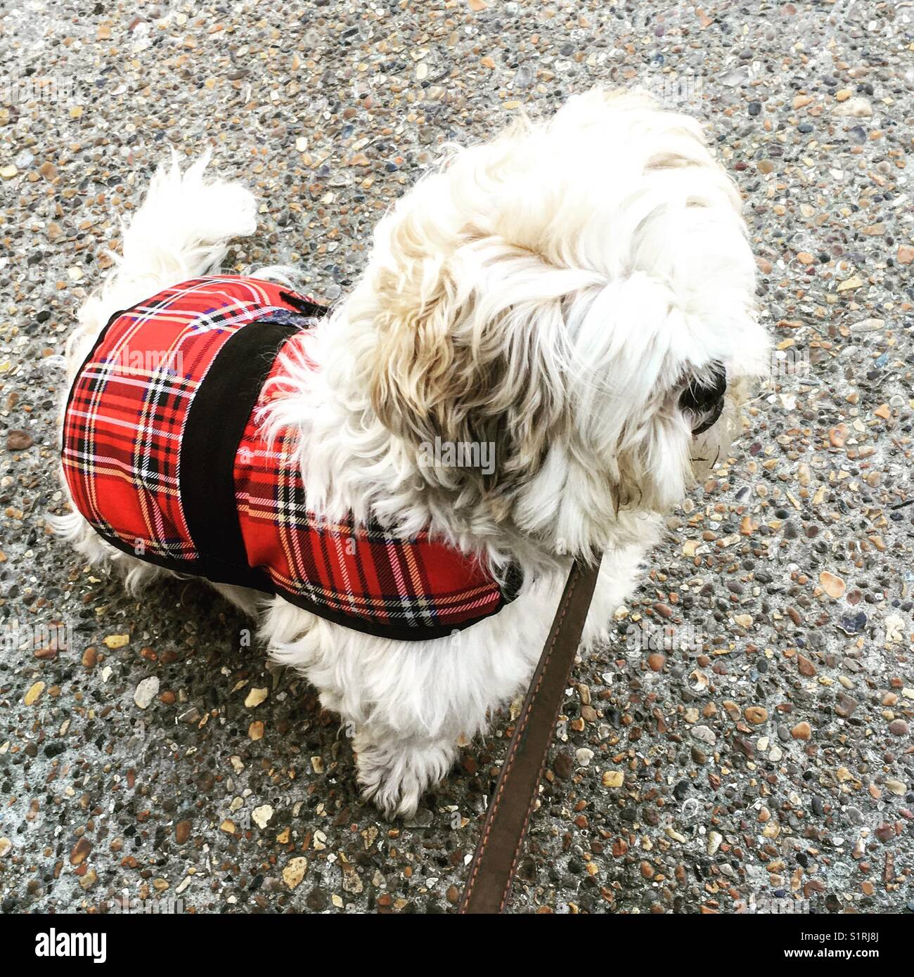 Dog wearing tartan coat Stock Photo Alamy