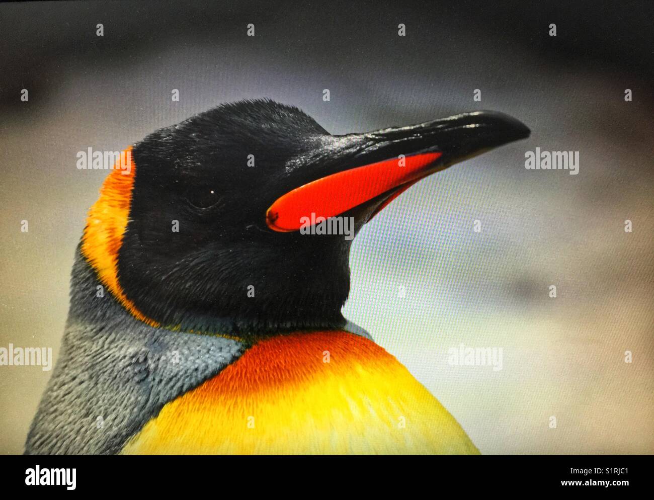 King penguin, Calgary zoo Stock Photo - Alamy