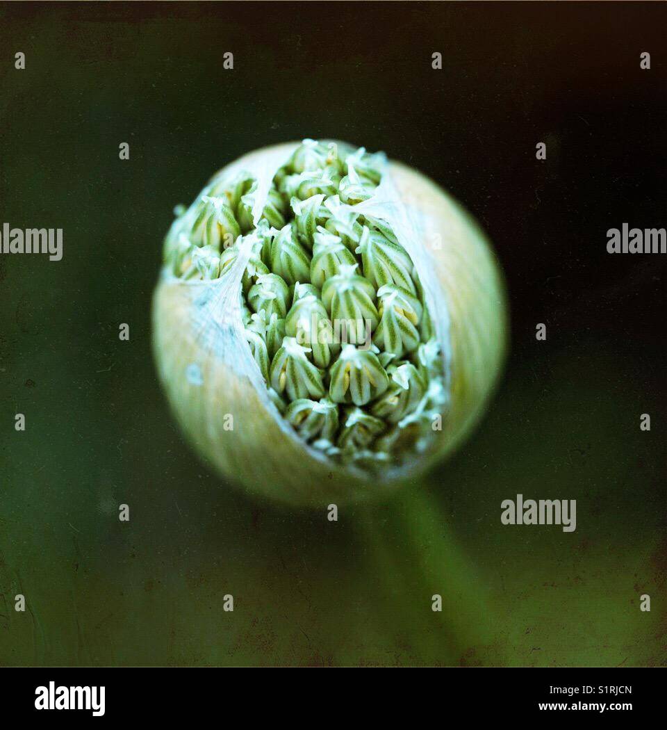 Allium flower head Stock Photo