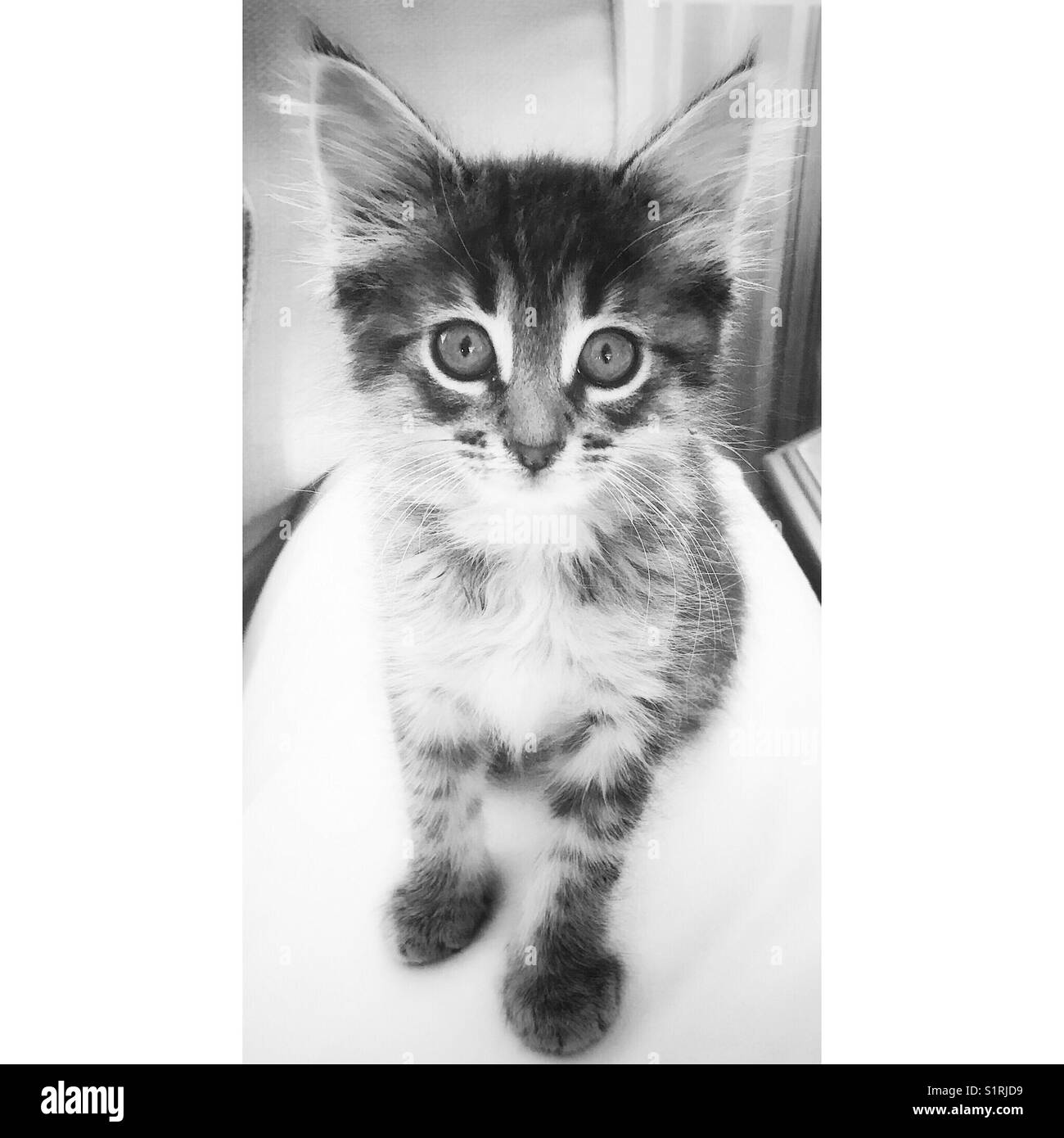 Cute, furry, big eyed kitten in black and white Stock Photo
