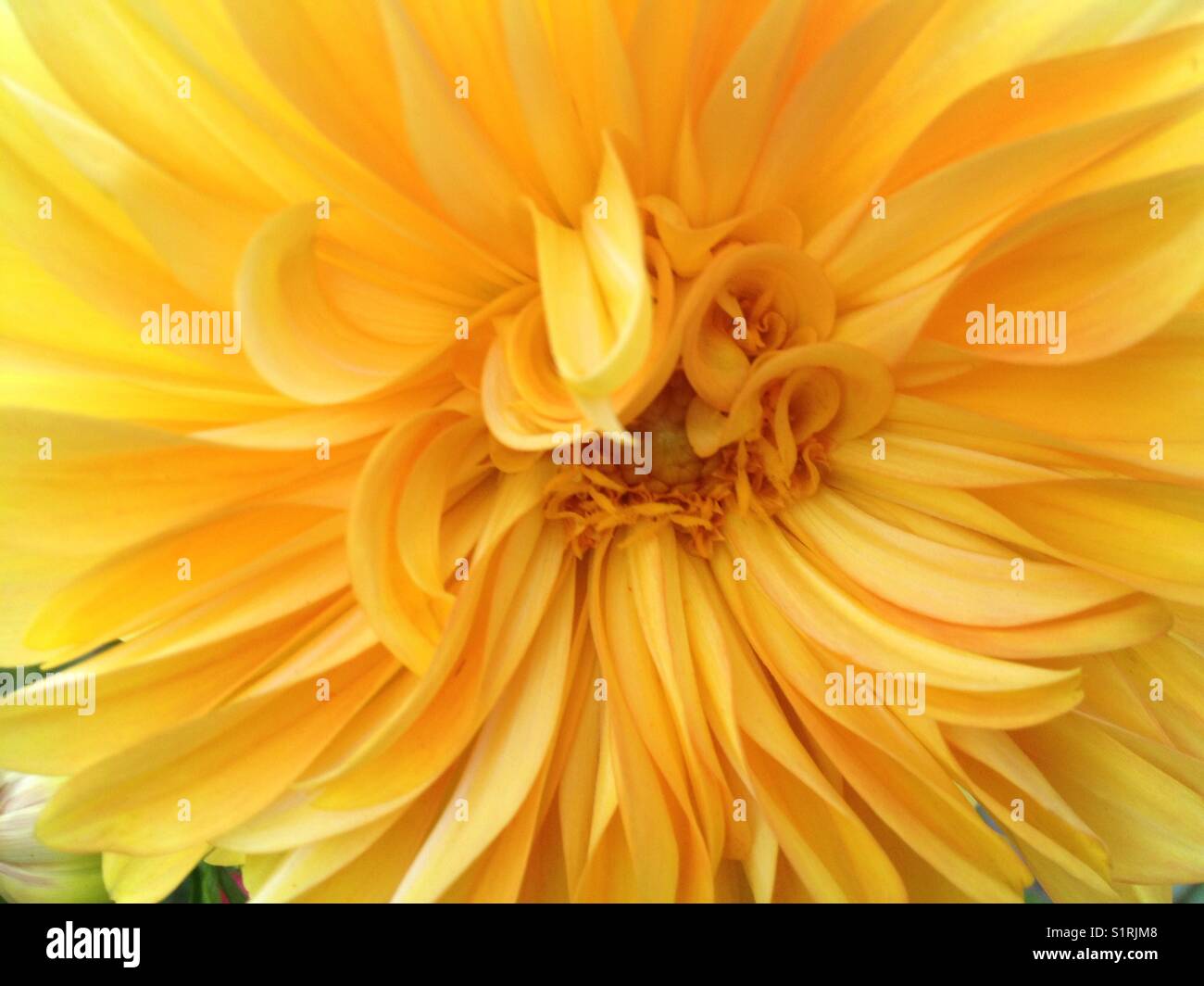 Dahlia from Oregon farm Stock Photo Alamy