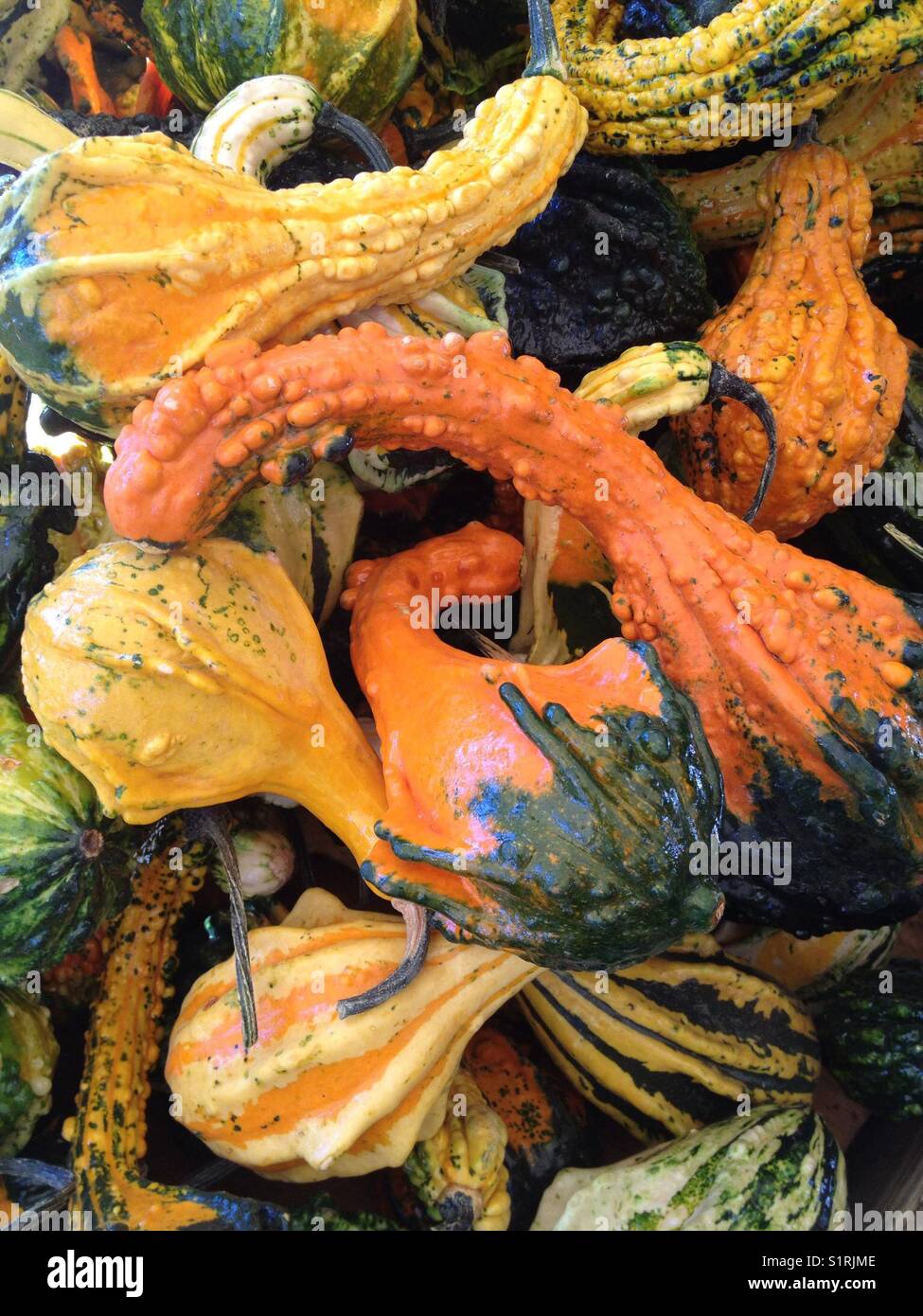Yellow gourds hires stock photography and images Alamy