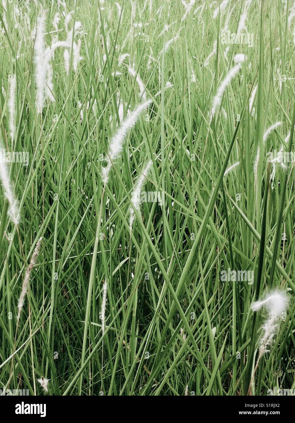 Cogon grass hires stock photography and images Alamy