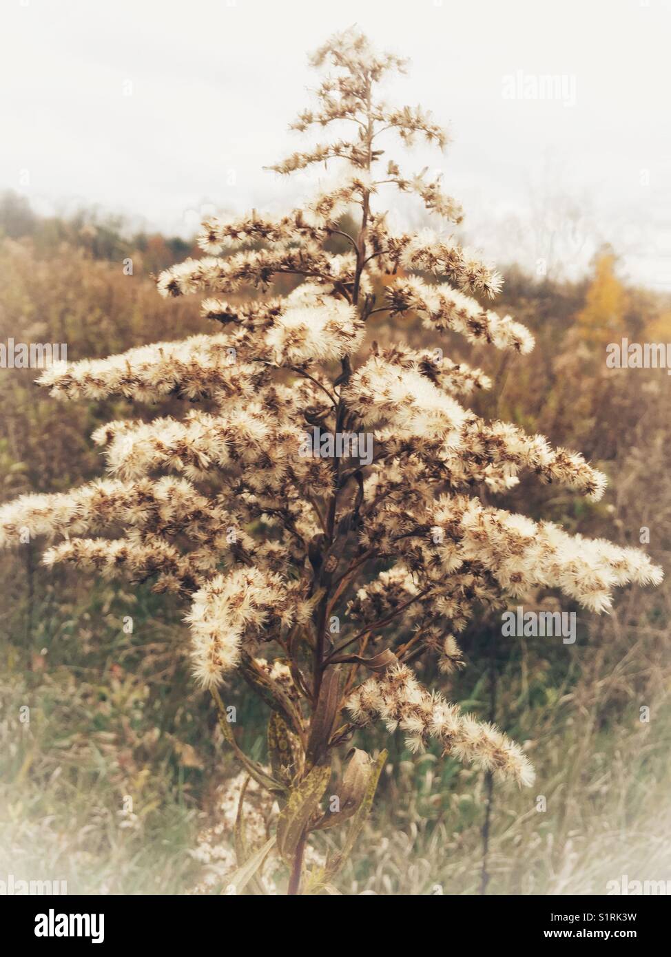 Plants and leaves at end of season as part of botanical life cycle, in a dormant state, crisp, dry and seeding - Smartphone Captured Stock Image