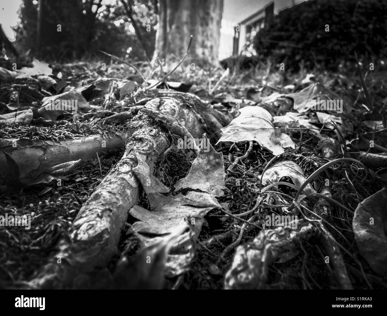 Roots - Smartphone Captured Stock Image