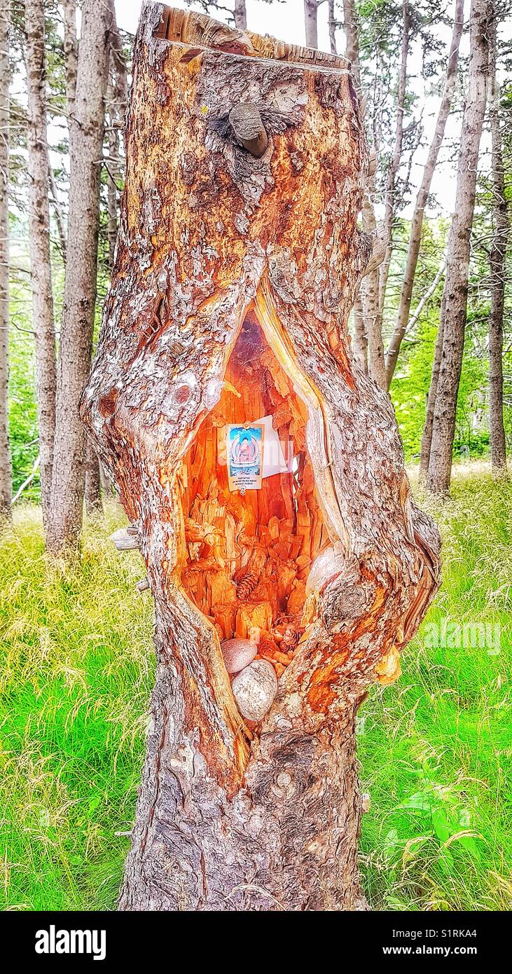 Tree in gardens of Gampo Abbey a western Buddhist monastery, Pleasant Bay, Cape Breton Island, Nova Scotia, Canada - Smartphone Captured Stock Image