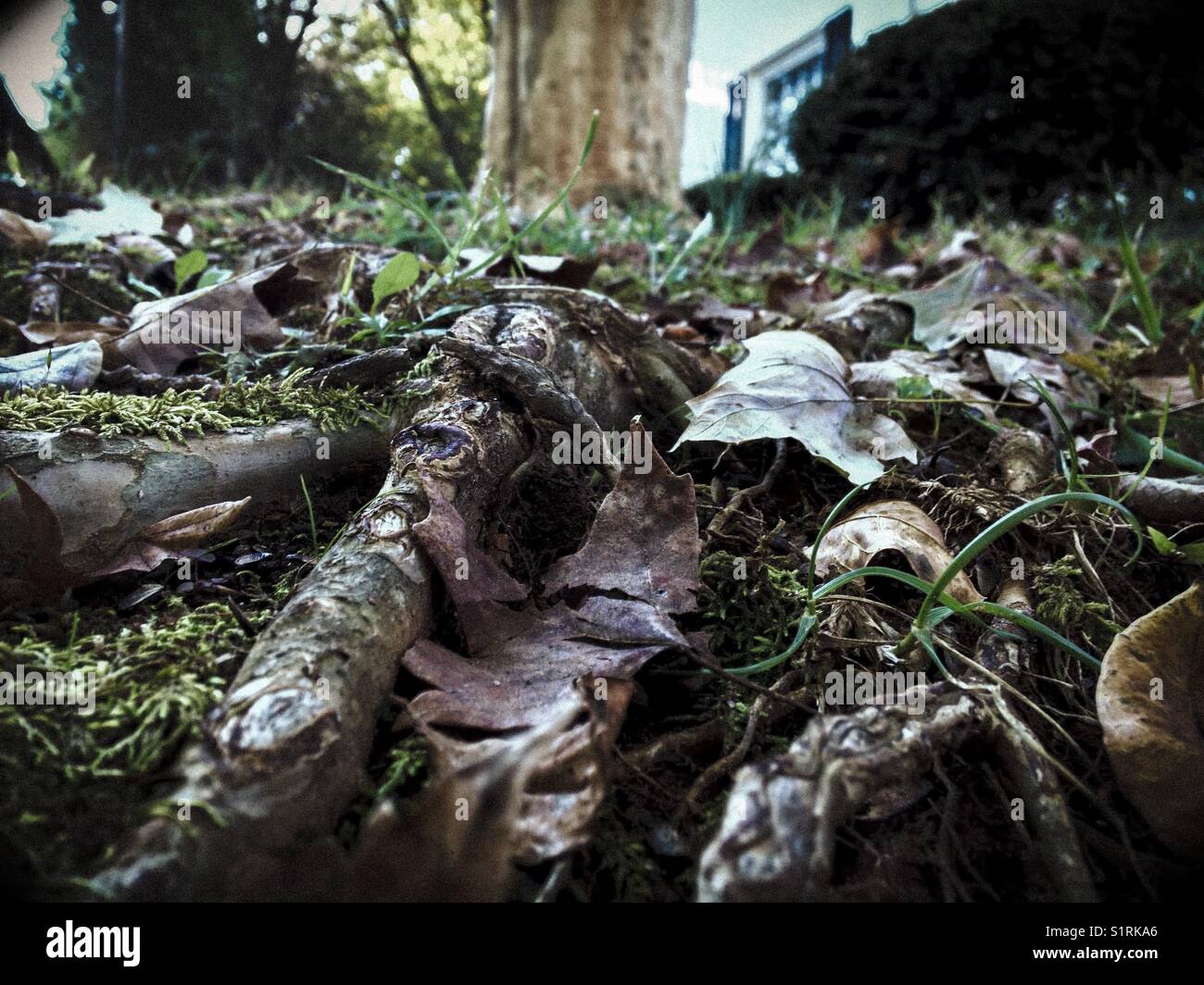 Tree roots - Smartphone Captured Stock Image