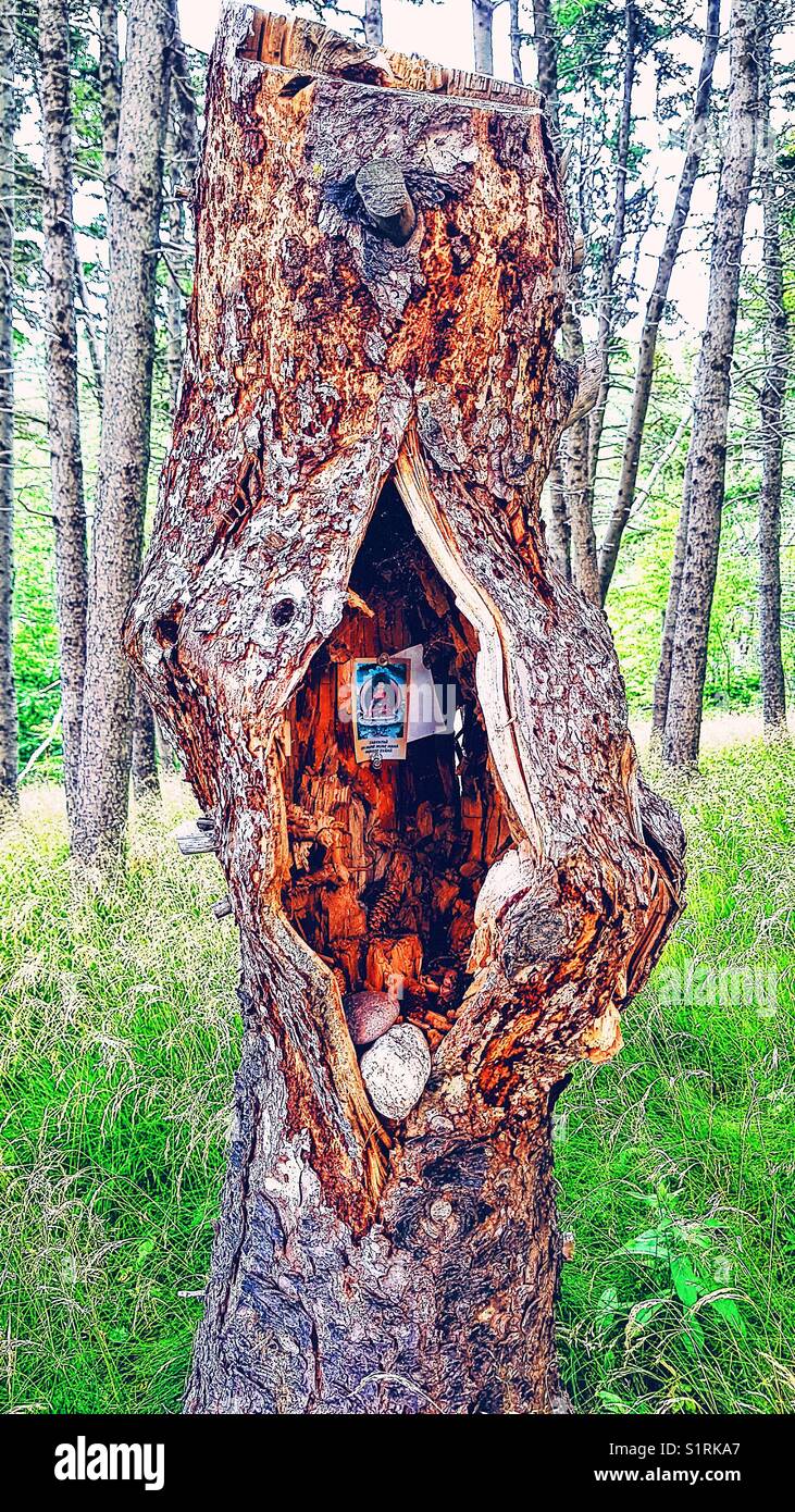 Tree in gardens of Gampo Abbey a western Buddhist monastery, Pleasant Bay, Cape Breton Island, Nova Scotia, Canada - Smartphone Captured Stock Image