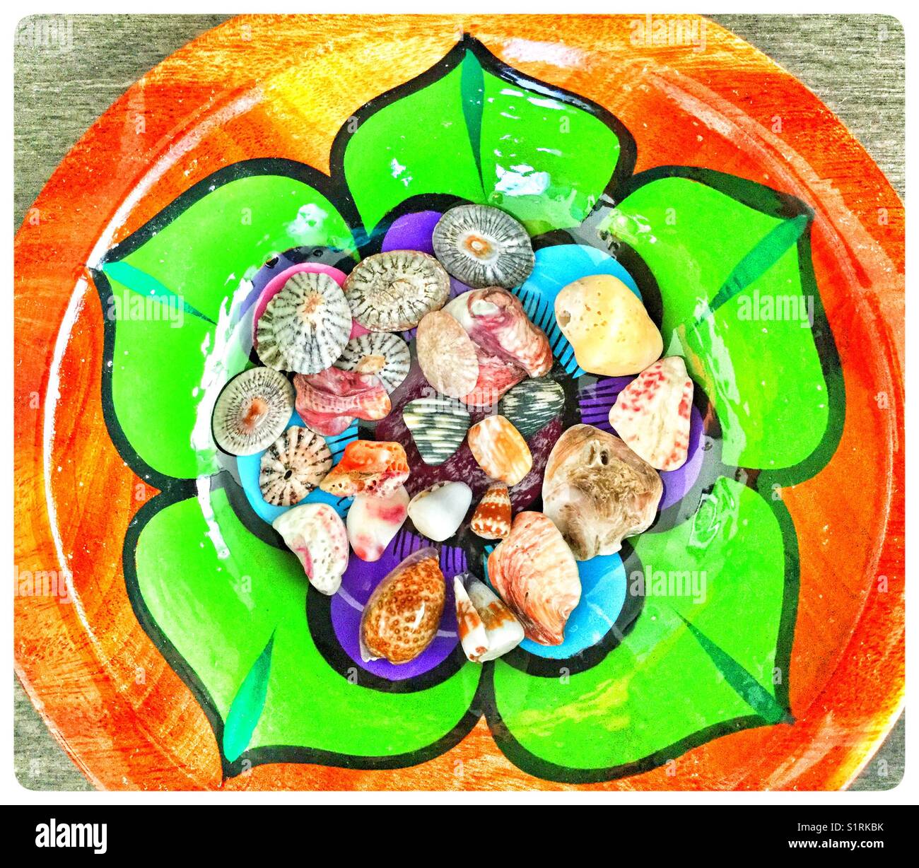 Pop art floral design - shiny bowl displaying a collection of small seashells. - Smartphone Captured Stock Image