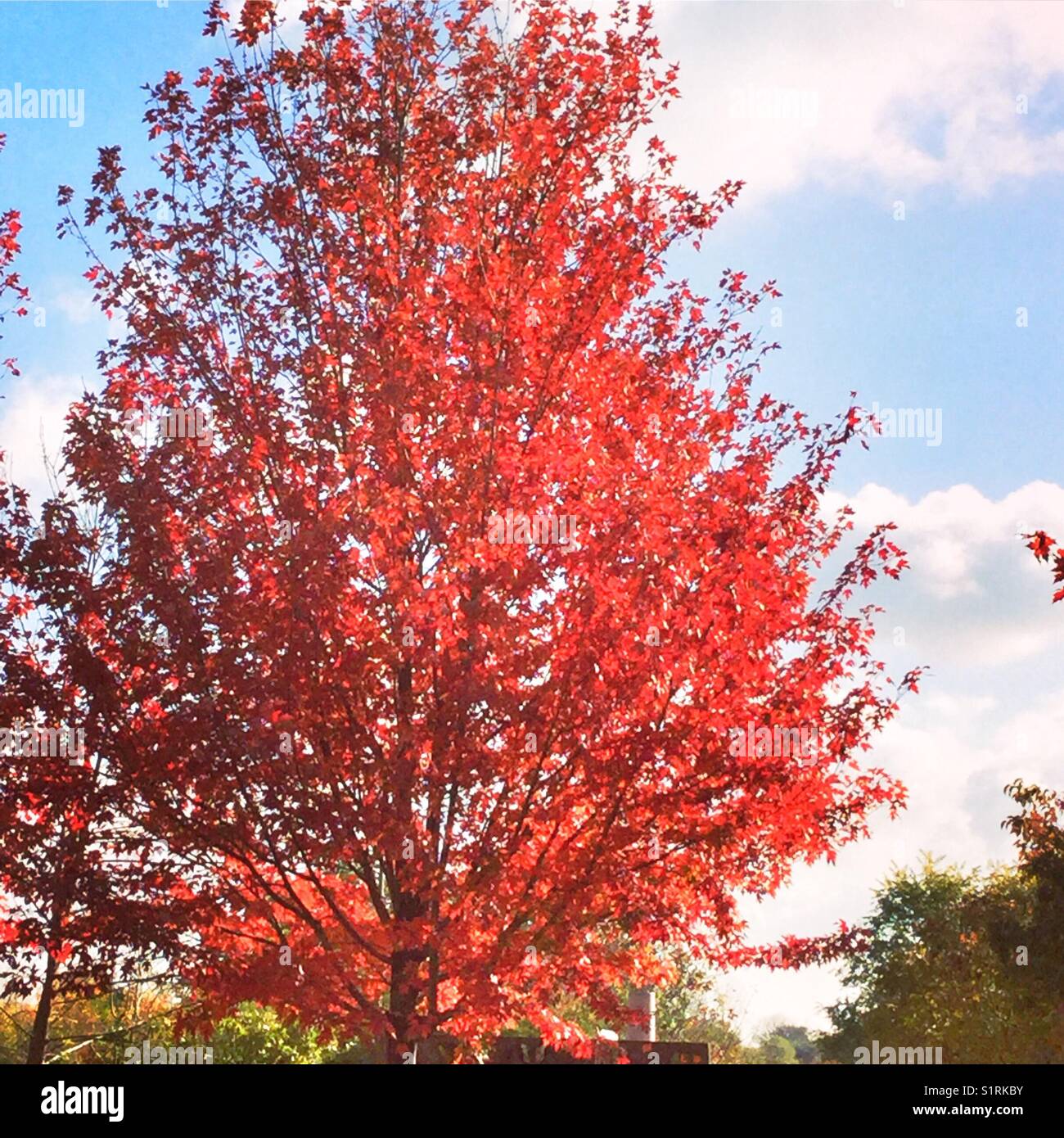Bright red tree in autumn. - Smartphone Captured Stock Image