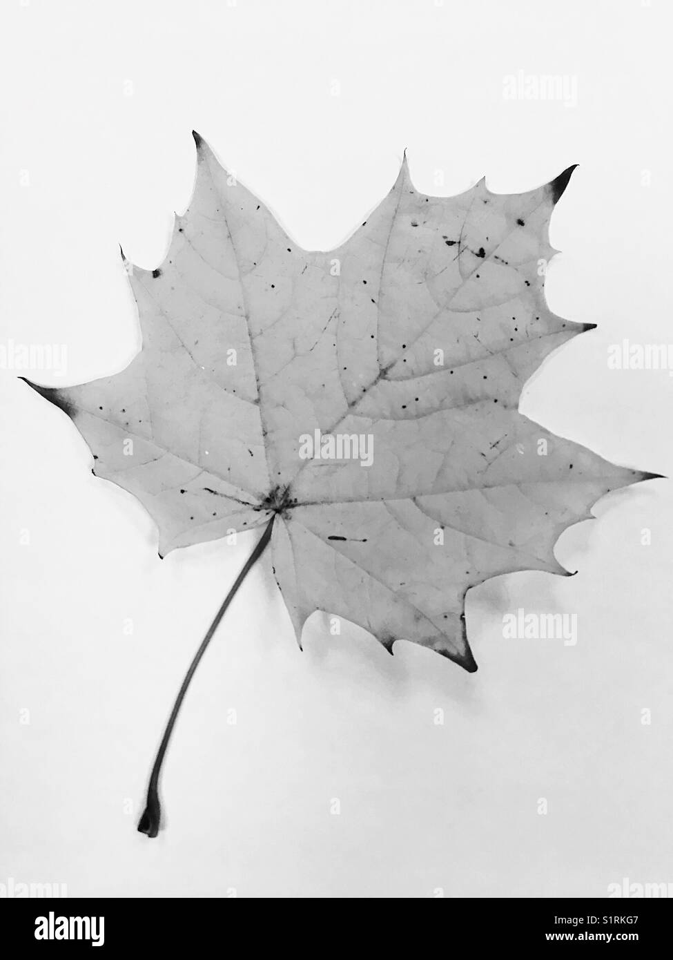 Autumn in black and white Stock Photo