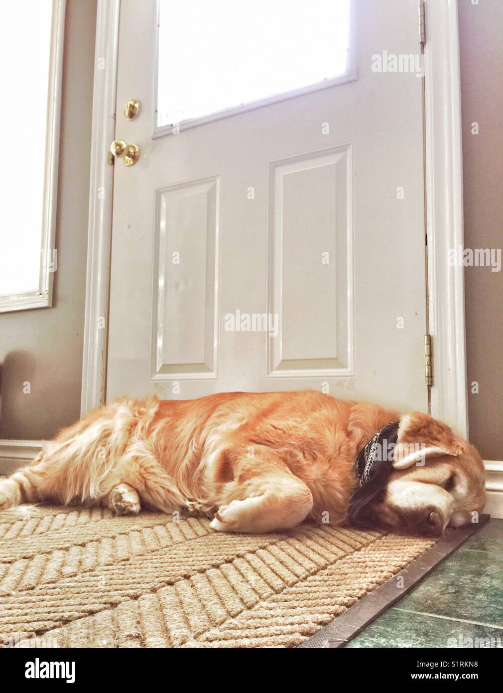 Old male Golden Retriever dog sleeping by house door waiting for owner to come home Stock Photo