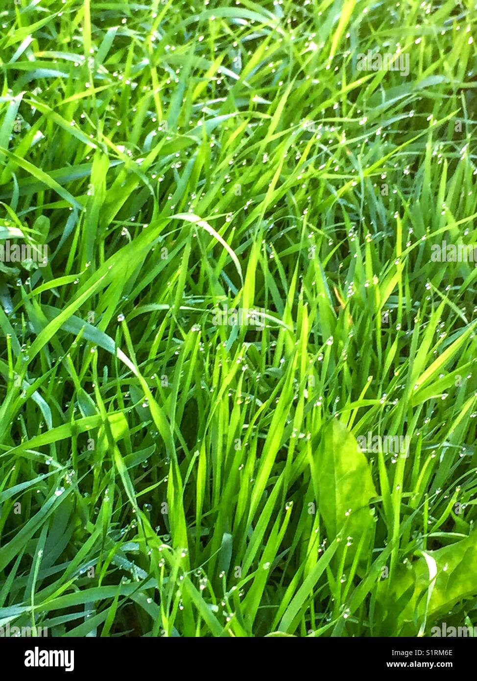 crystal decorations - Smartphone Captured Stock Image