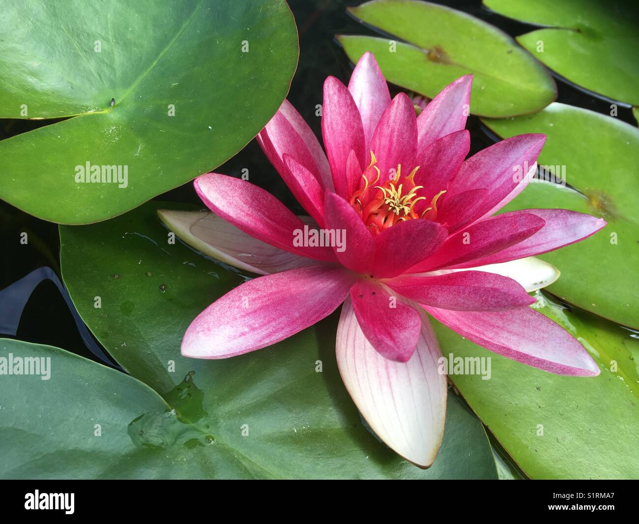Pink lotus flower in a pond Stock Photo Alamy