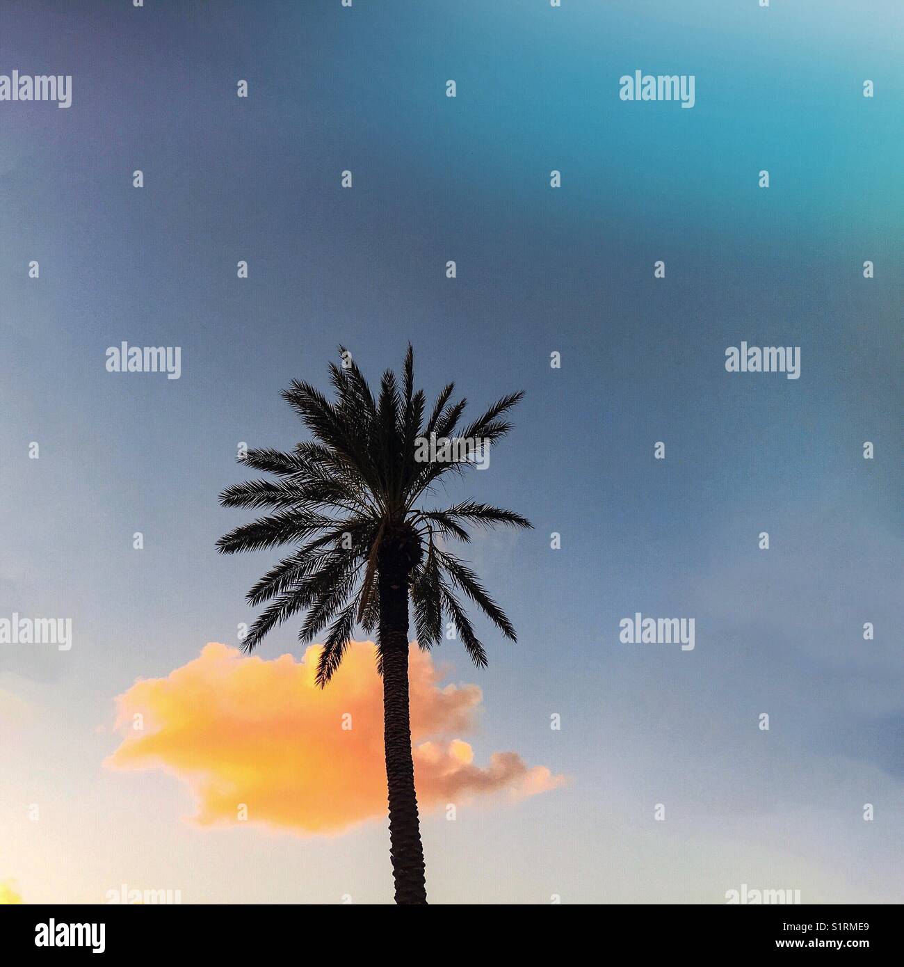 Lone palm tree and sunset cloud - Smartphone Captured Stock Image