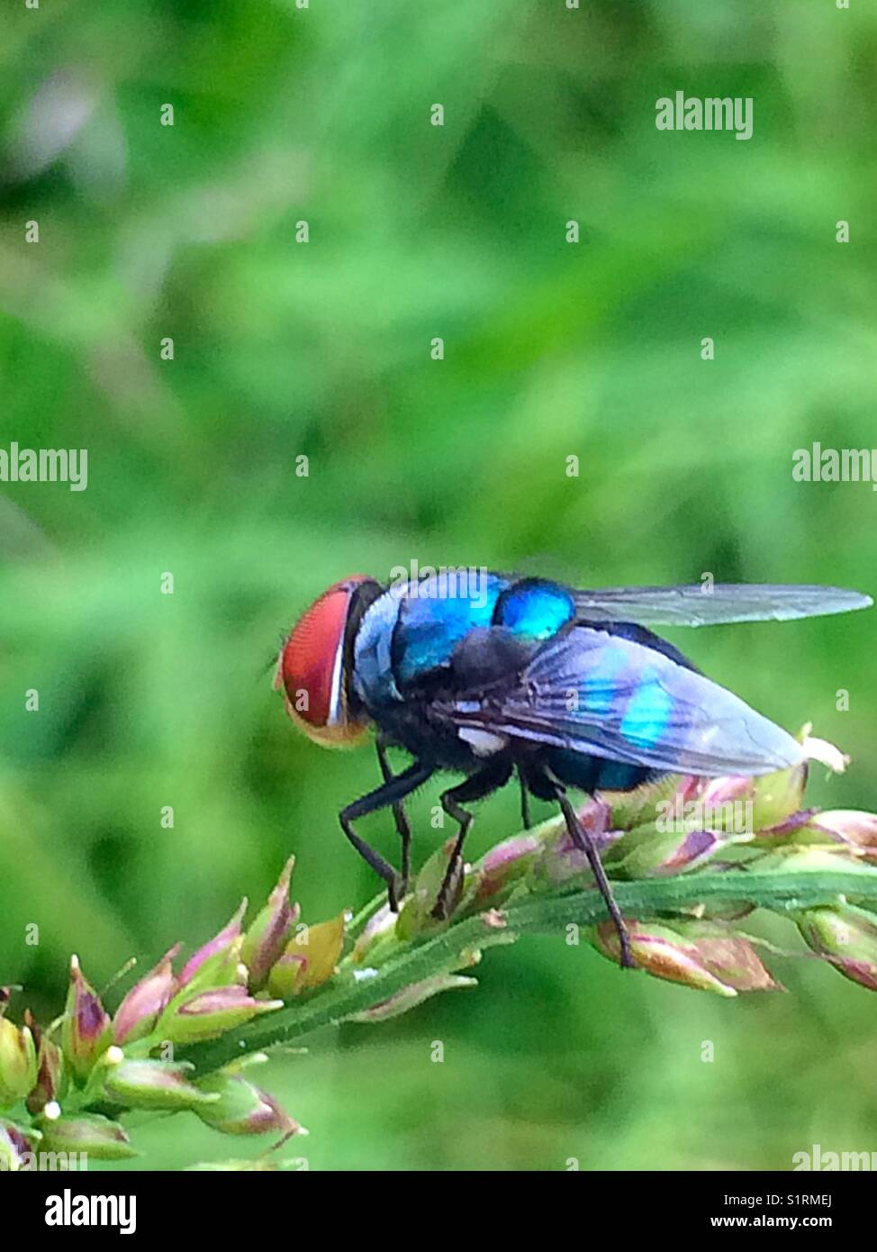 Insect collection gallery hi-res stock photography and images - Alamy