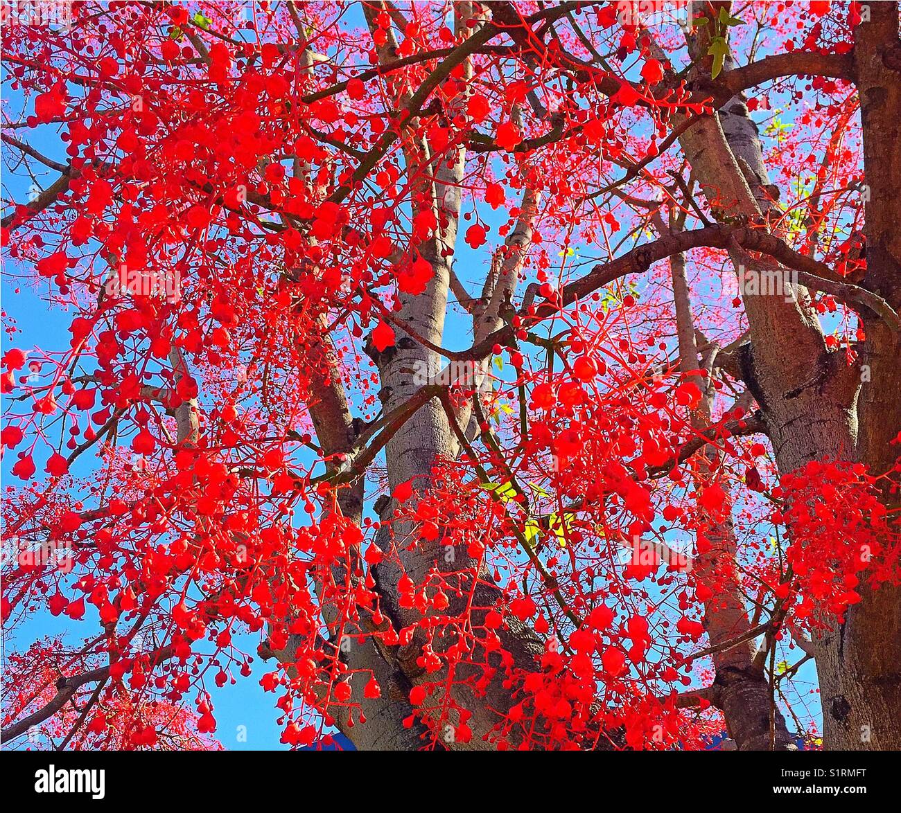 Illawarra Flame Tree on fire in Brisbane Stock Photo Alamy