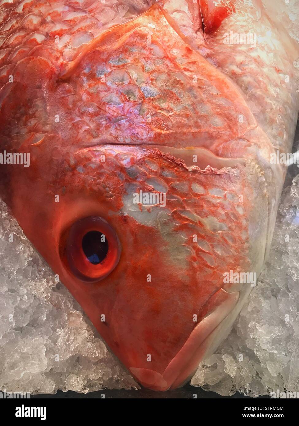 Red snapper closeup - Smartphone Captured Stock Image