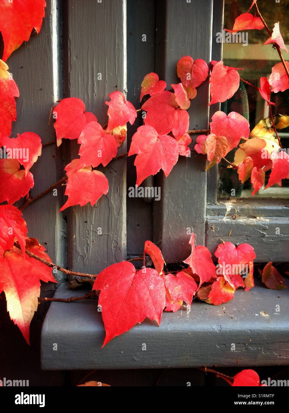 Virginia Creeper growing over a grey porch window. - Smartphone Captured Stock Image