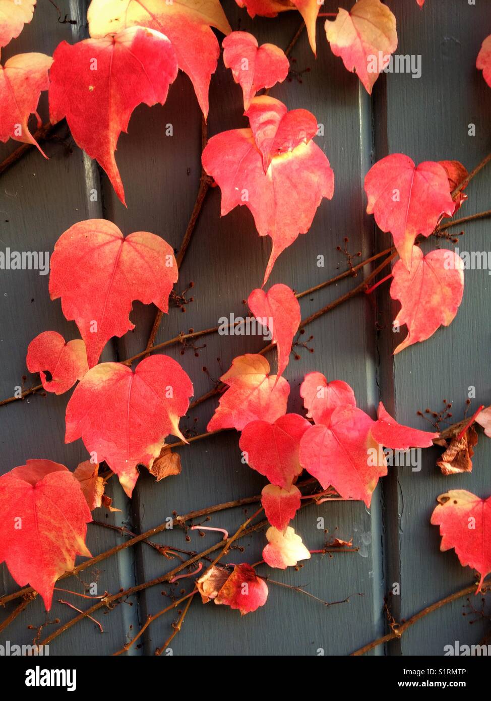 Virginia Creeper growing over a grey tongue & groove wood wall. - Smartphone Captured Stock Image