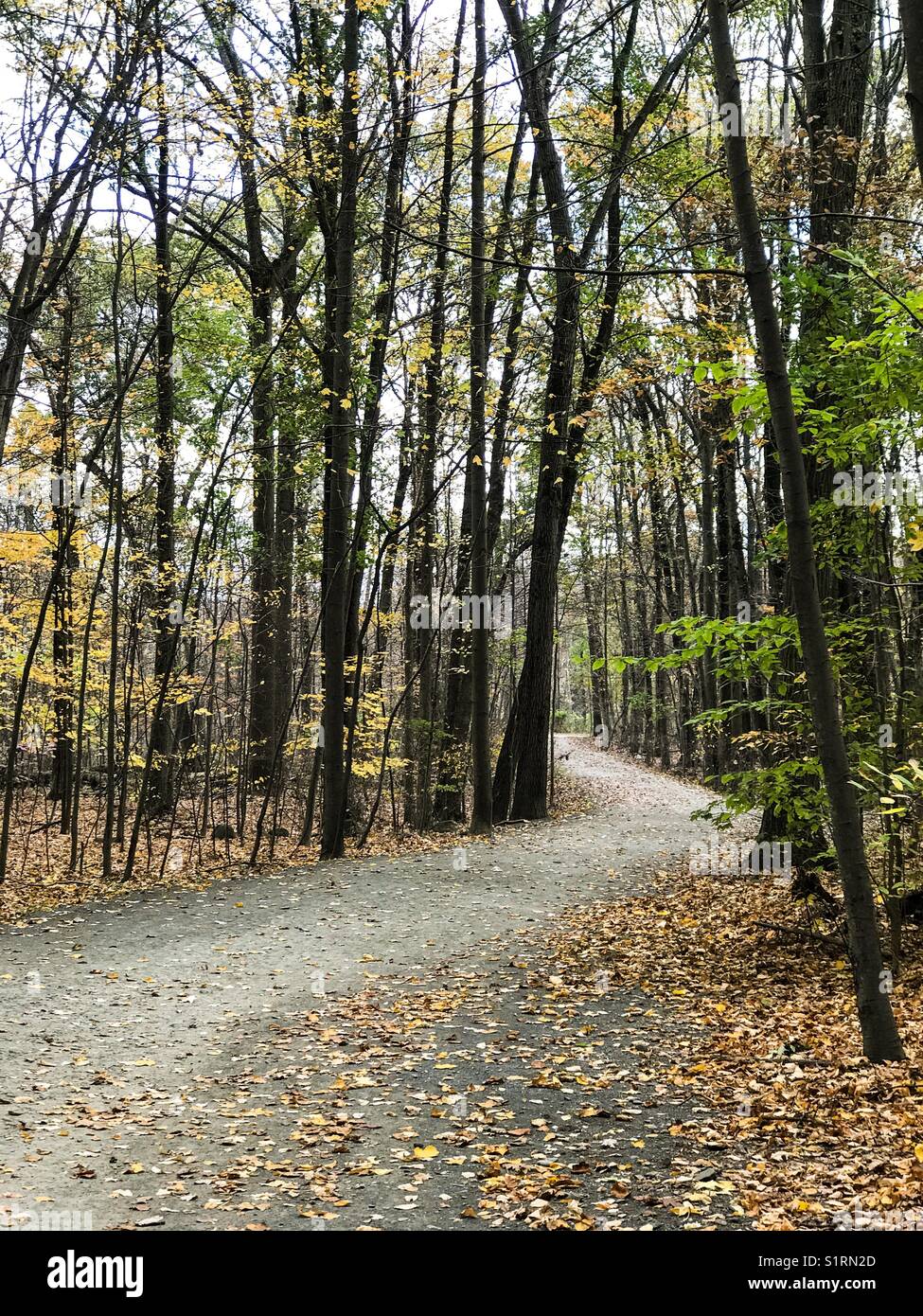 A walking and cycle path winding through woods during fall in Tallman State Park, New Jersey, USA. Stock Photo