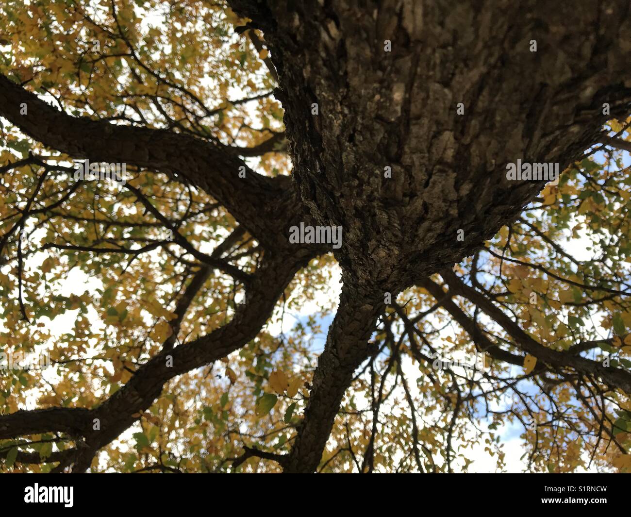Fall tree Stock Photo