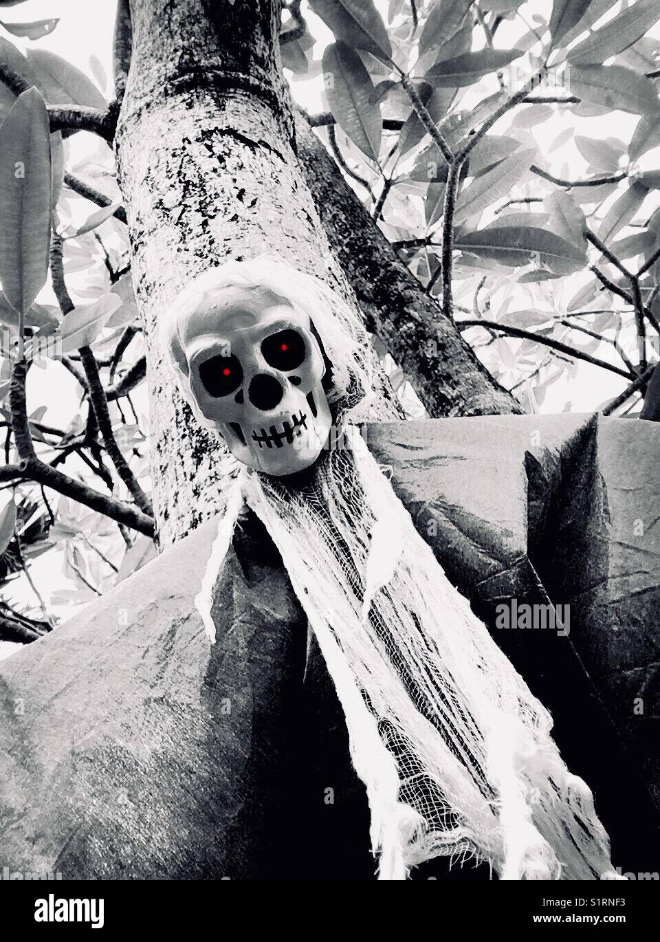 Tree skeleton - Smartphone Captured Stock Image