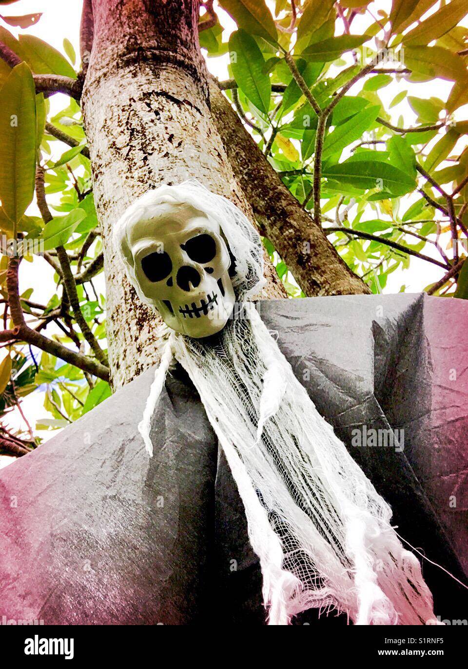 Tree skeleton - Smartphone Captured Stock Image