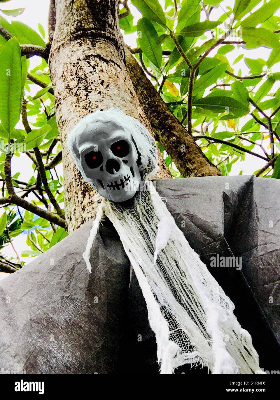 Tree skeleton - Smartphone Captured Stock Image