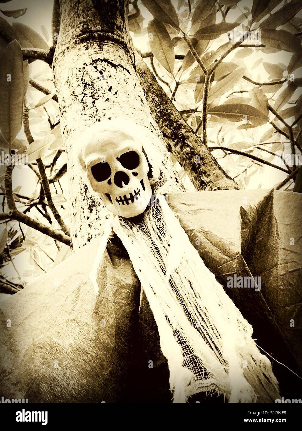 Tree skeleton - Smartphone Captured Stock Image