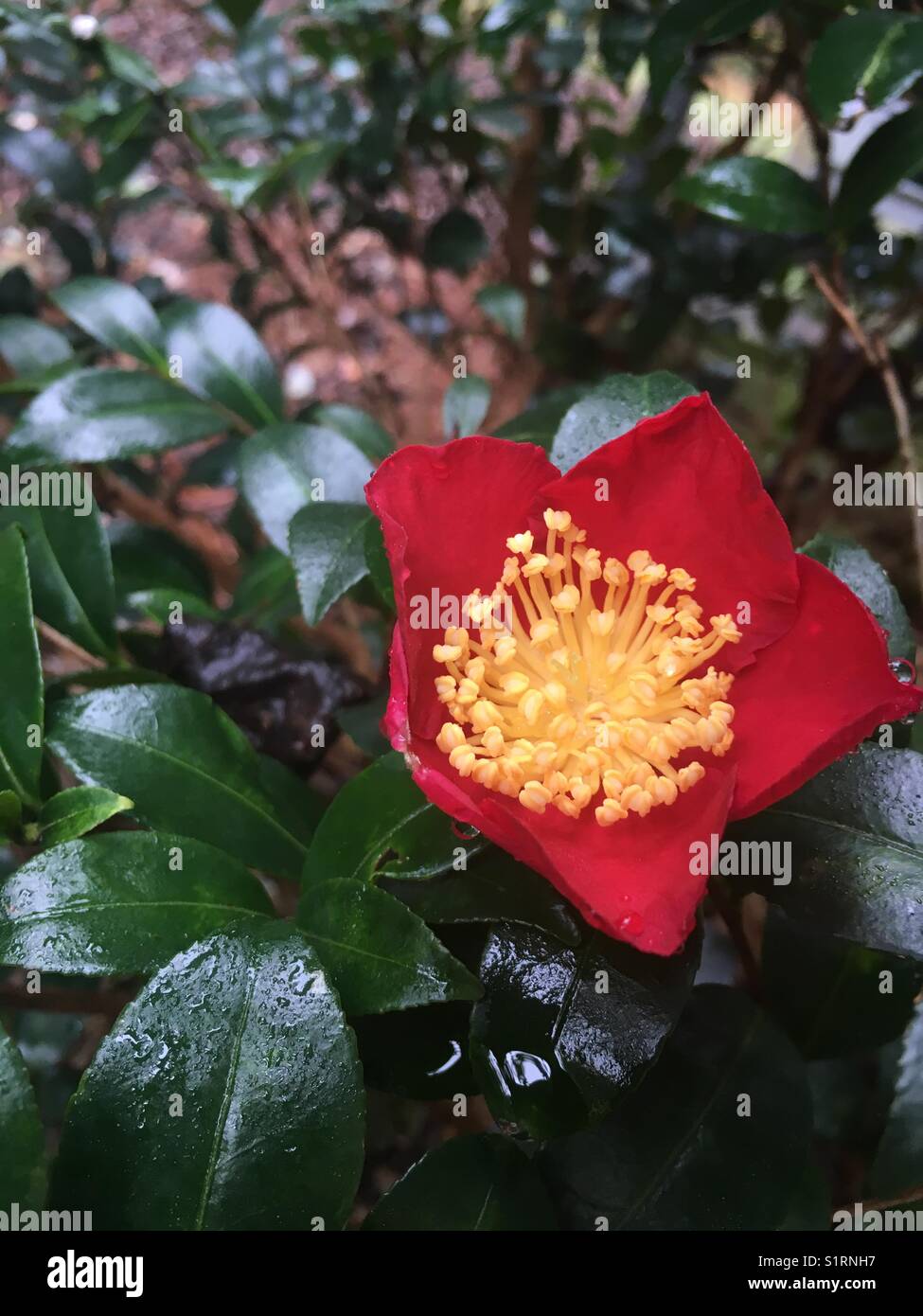 sasanqua camellia Stock Photo