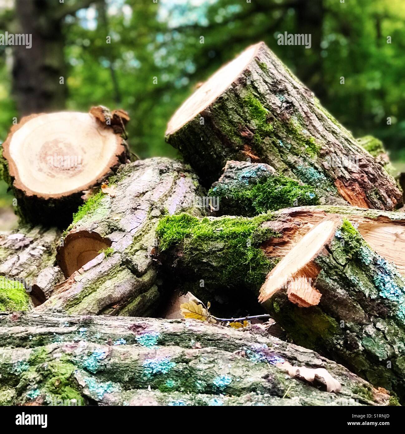 Tree logs Stock Photo