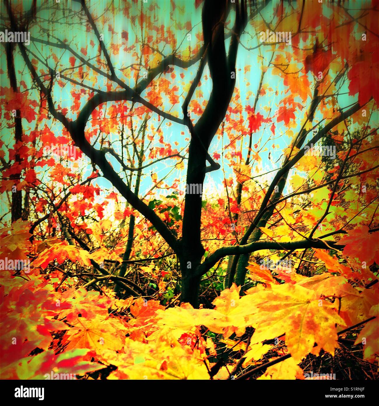 Autumnal tree Stock Photo