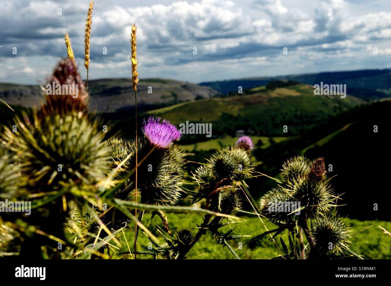 Sun kissed thistle Stock Photo Alamy