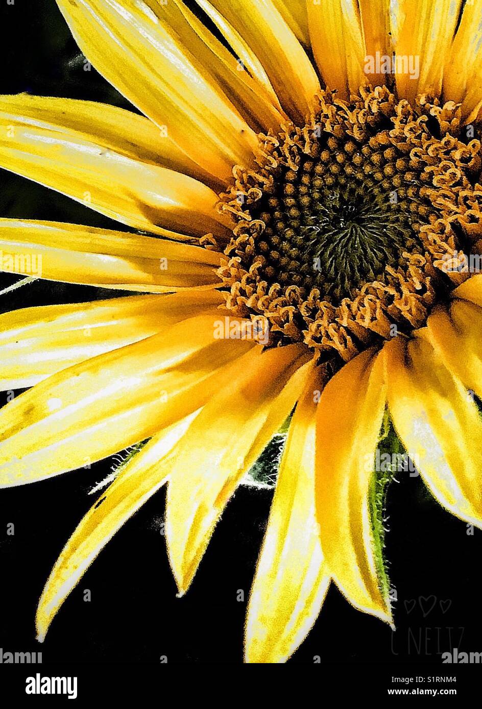 Prairie Flowers Stock Photo Alamy