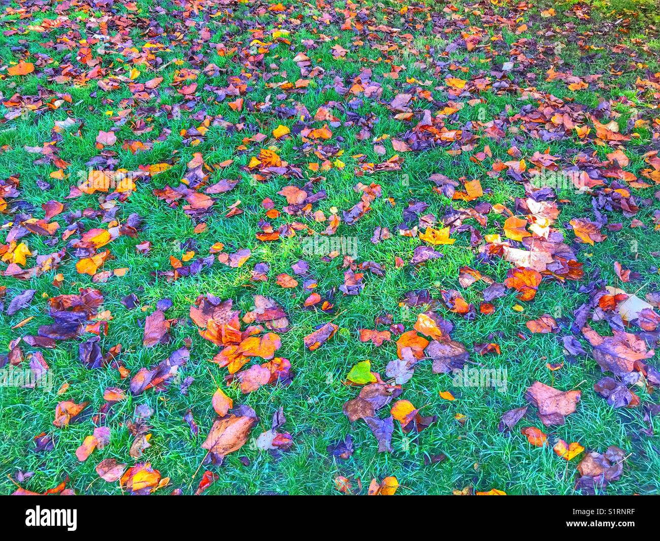 Autumn leaves on green grass - Smartphone Captured Stock Image