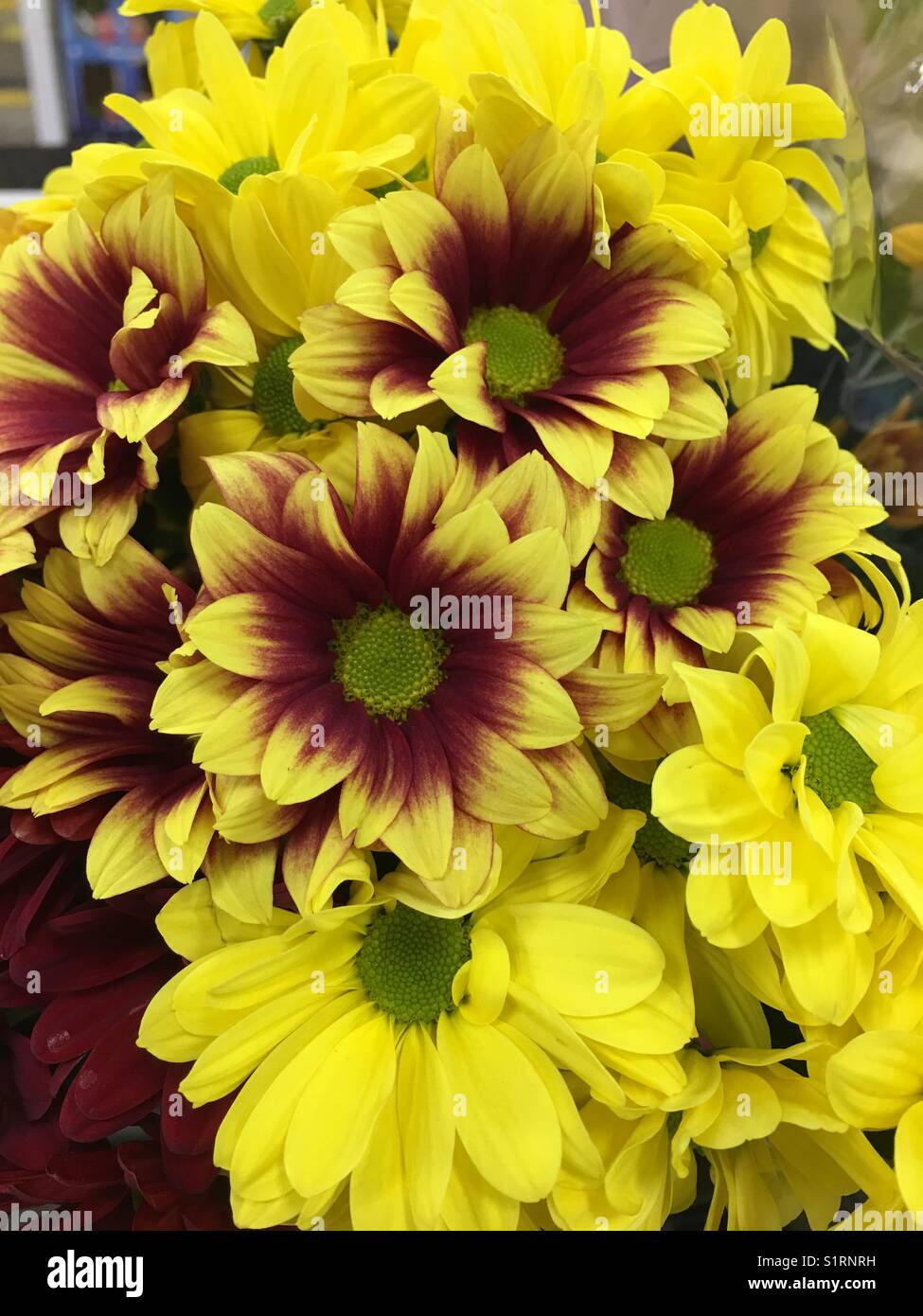 Chrysanthemum bouquet hires stock photography and images Alamy
