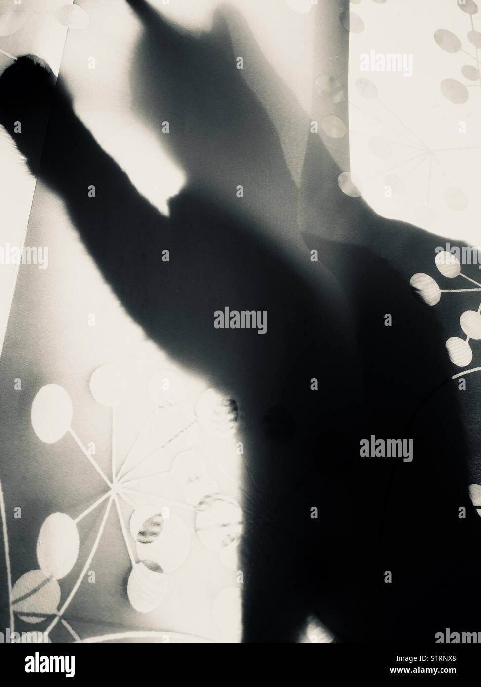 Silhouette of cat behind curtain panels in sunny window creating fragmented impression. - Smartphone Captured Stock Image