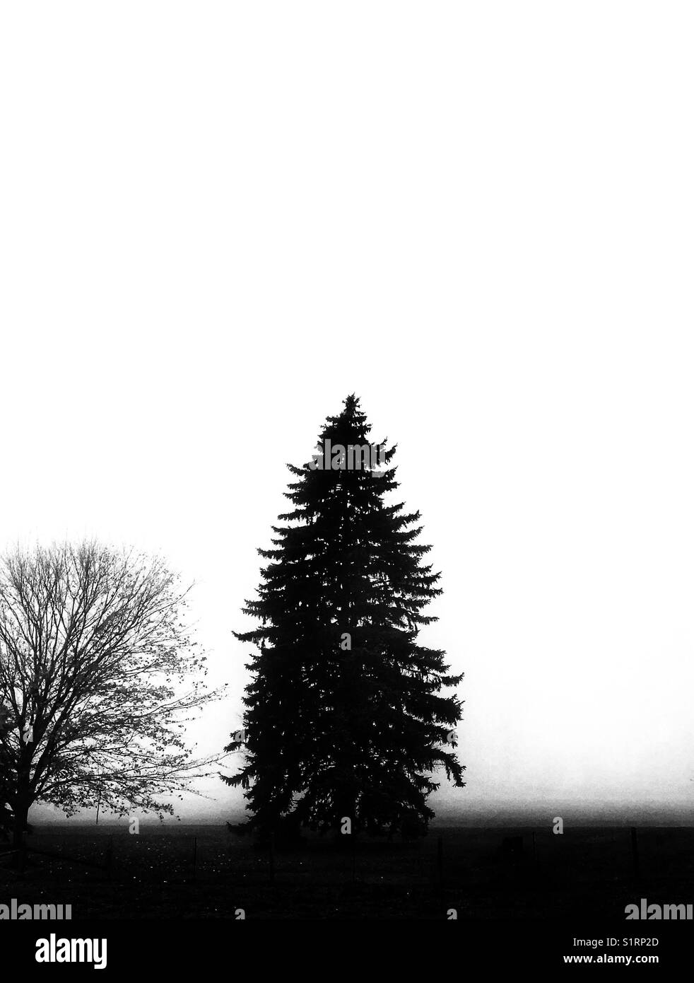 Maple and tall evergreen tree silhouetted against a foggy background - Smartphone Captured Stock Image